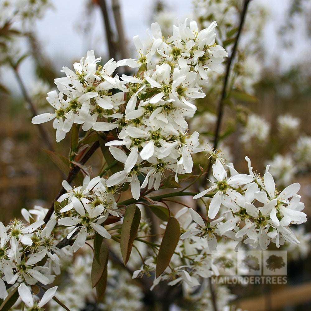 Close-up of the white flowering branches from an Amelanchier Ballerina - Snowy Mespilus Tree against a blurred background, showcasing small petals and green leaves—an ideal addition to any garden.
