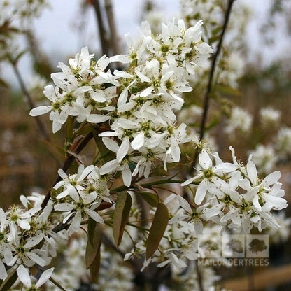 Close-up of the white flowering branches from an Amelanchier Ballerina - Snowy Mespilus Tree against a blurred background, showcasing small petals and green leaves—an ideal addition to any garden.