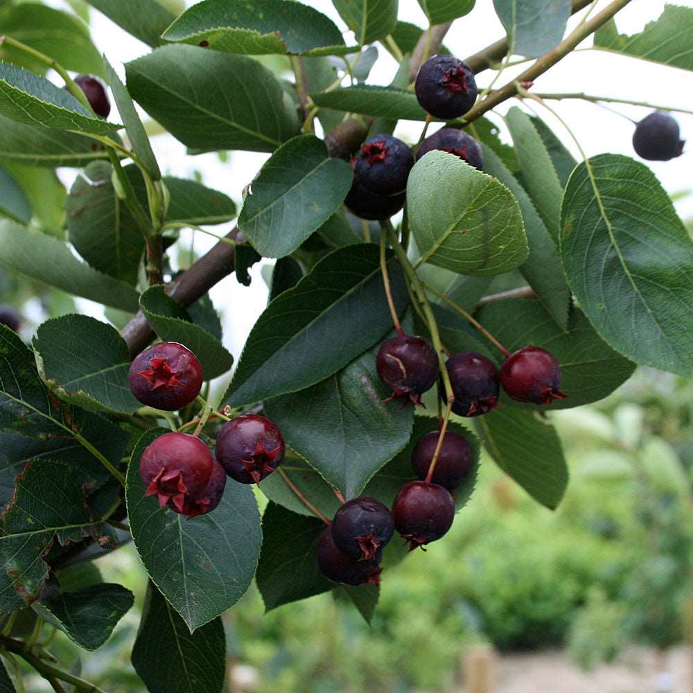 Close-up of ripe dark berries on a branch with green leaves, perfect for showcasing the elegant Amelanchier Ballerina - Snowy Mespilus Tree as a stunning garden feature.