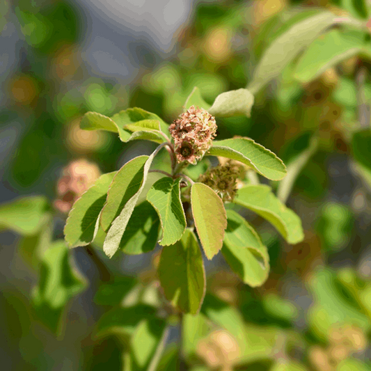 Amelanchier Obelisk - Alder leaved Serviceberry Tree