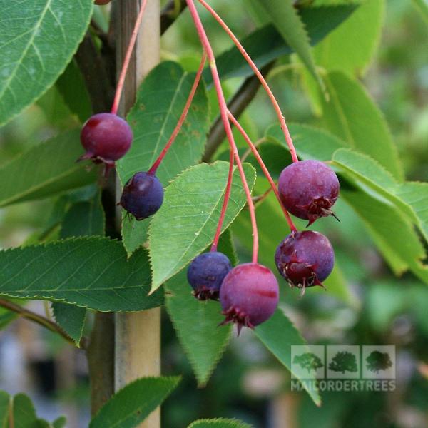 Close-up of purple and red berries hanging from a branch with green leaves, capturing the vivid autumn colours. In the background, delicate white flowers of the Amelanchier Robin Hill - June Berry Tree add a gentle contrast to this vibrant scene.