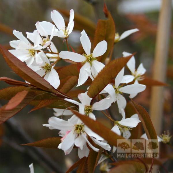 Clusters of small white, five-petaled flowers with brownish leaves grace the branch of the Amelanchier Robin Hill - June Berry Tree, providing a stunning display of autumn colour.