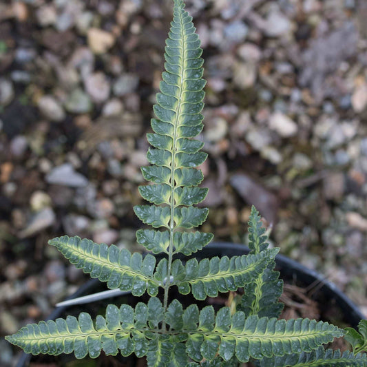 Arachnoides aristata variegata - Variegated Shield Fern