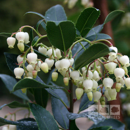 Close-up of Arbutus unedo - Strawberry Tree branch, displaying clusters of small, white, bell-shaped flowers and glossy green leaves.