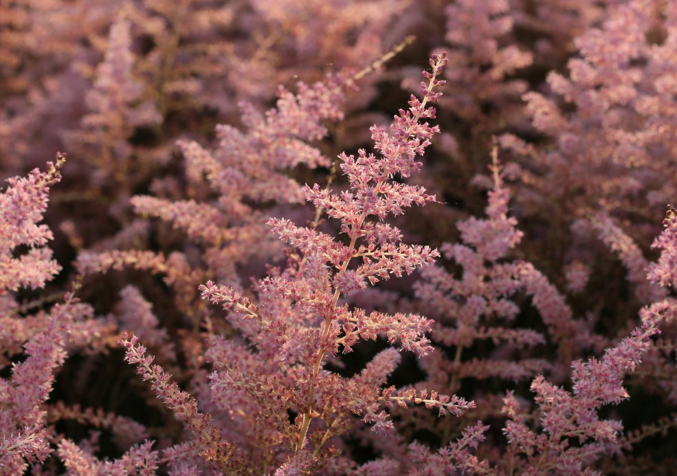 Hardy and Perfect for Moist, Shaded Areas.