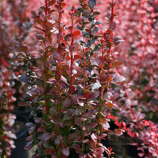 Berberis Helmond Pillar - Barberry