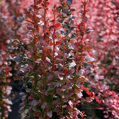 Berberis Helmond Pillar - Barberry