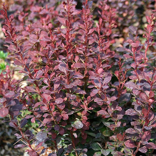 Berberis thunbergii Red Pillar - Barberry