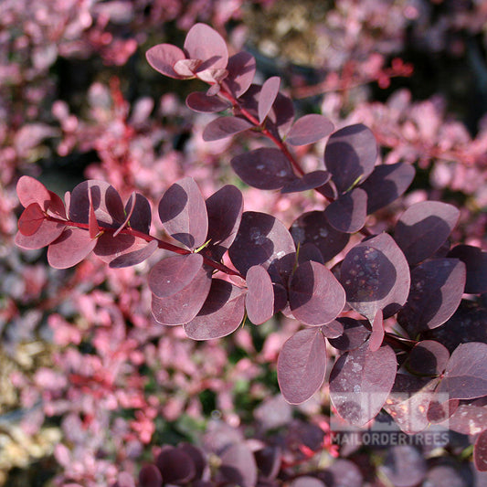 Berberis x ottawensis Superba - Barberry