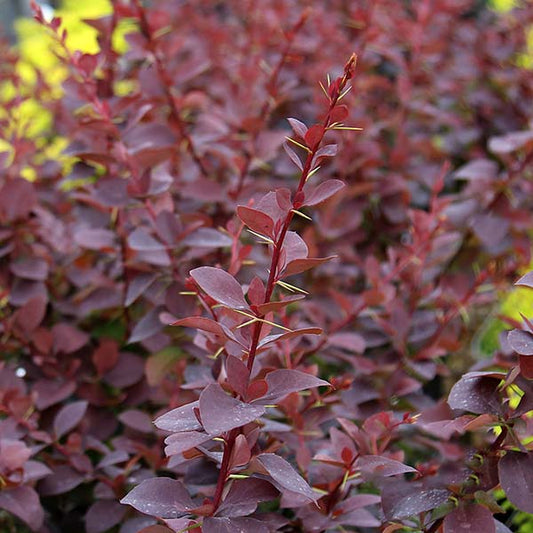 Berberis x ottawensis Superba - Barberry