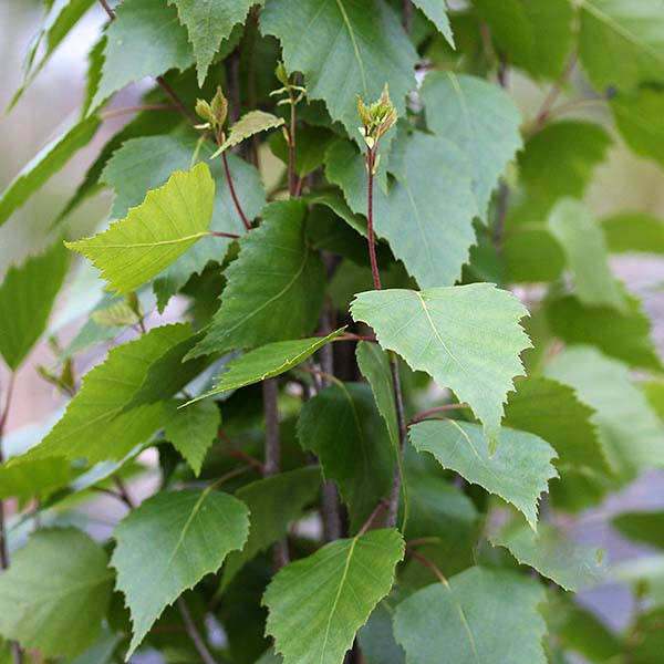 Betula Fastigiata - Silver Birch | Mail Order Trees