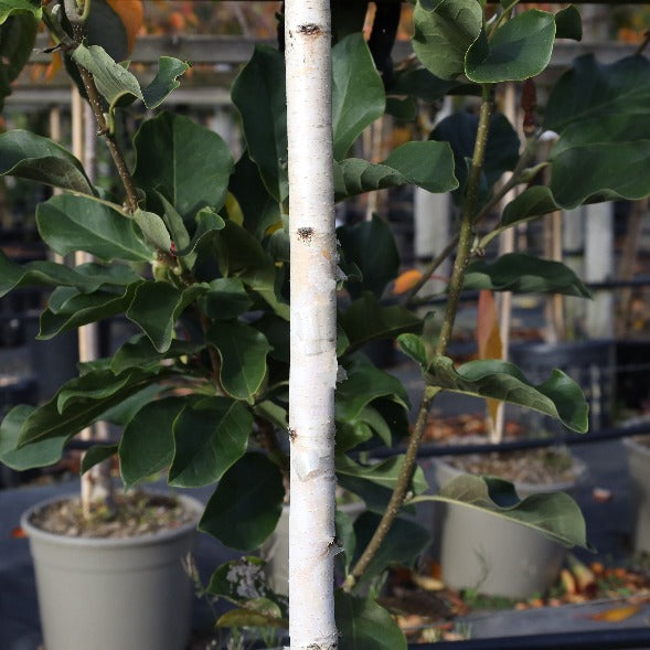 A young Betula Trinity College - Himalayan Birch Tree with a slender trunk and broad, cordate leaves is planted in a container, adding a touch of elegance to the garden setting.