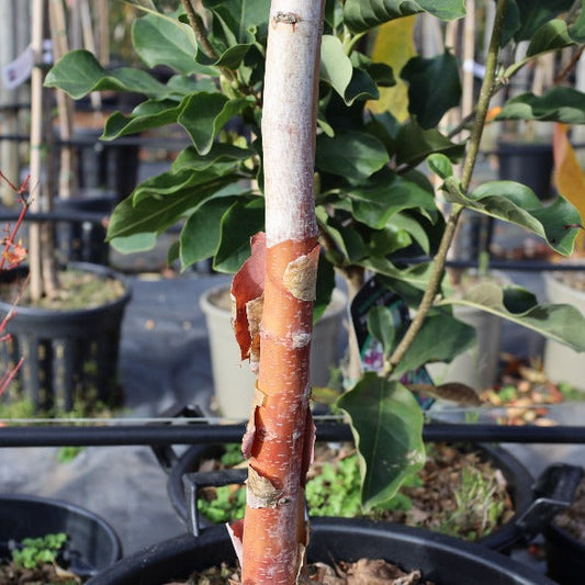 Betula albo sinensis Kansu - Chinese Red Birch