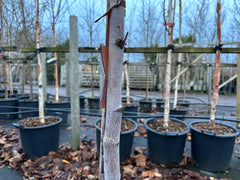 Betula albo sinensis septentrionalis - Chinese Red Birch
