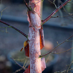 Betula nigra - River Birch Tree
