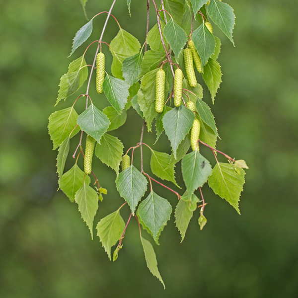 Betula pendula - Silver Birch Tree