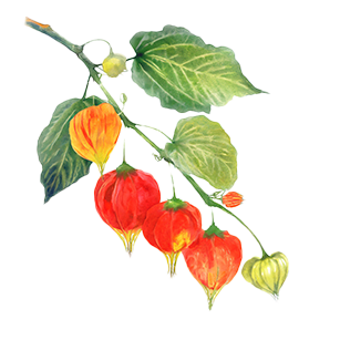 Abutilon