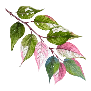 Actinidia