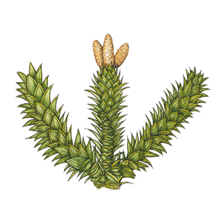Araucaria