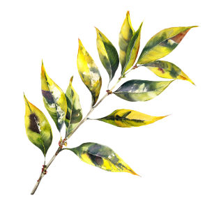 Elaeagnus