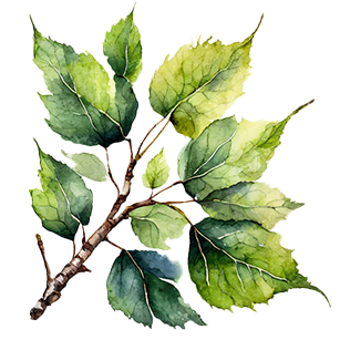 Betula