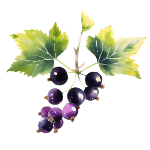 Blackcurrant Plants