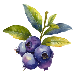 Blueberry Plants