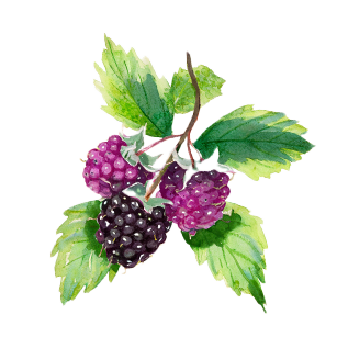 Boysenberry Plants