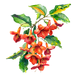 Campsis