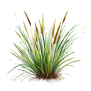 Carex Plants