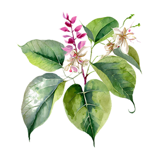 Catalpa