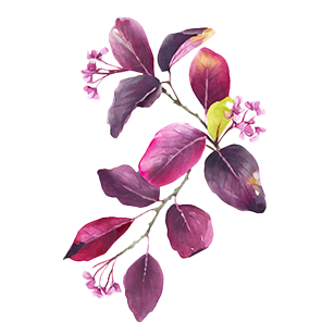 Cercis