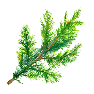 Chamaecyparis