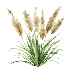 Cortaderia Plants