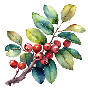Cotoneaster
