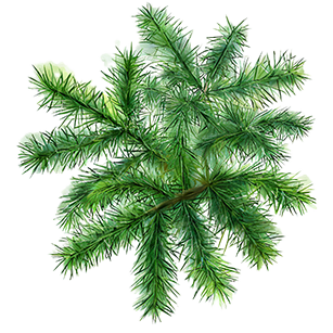 Cryptomeria