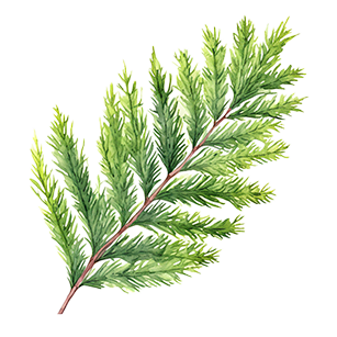 Cupressocyparis