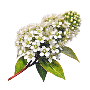 Escallonia