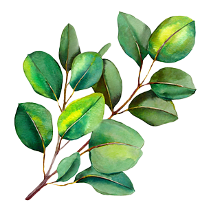 Eucalyptus