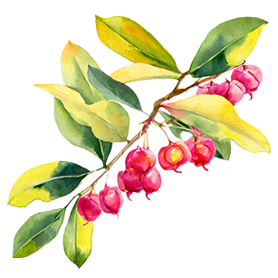 Euonymus