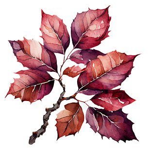 Fagus