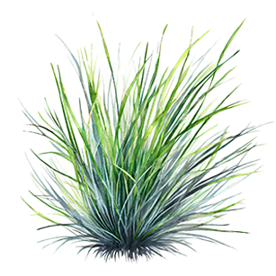 Festuca Plants