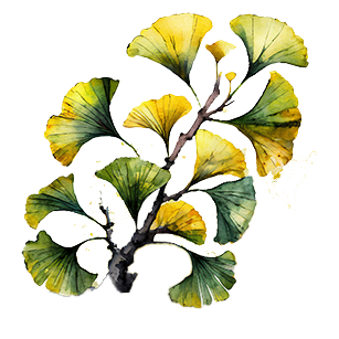 Ginkgo