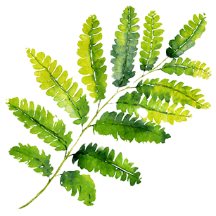 Gleditsia