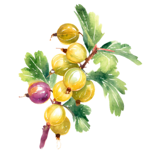 Gooseberry Plants