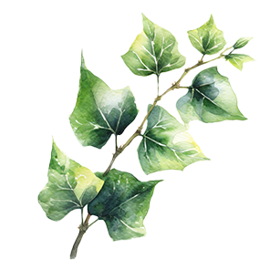 Hedera