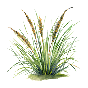 Helictotrichon Plants