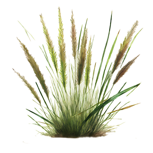 Holcus Plants