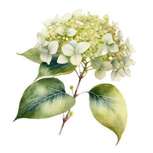 Hydrangea