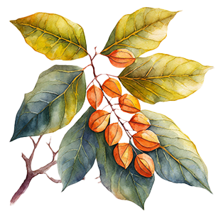 Koelreuteria 